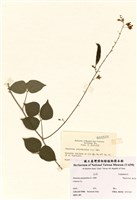 藏品(小葉菜豆)的圖片